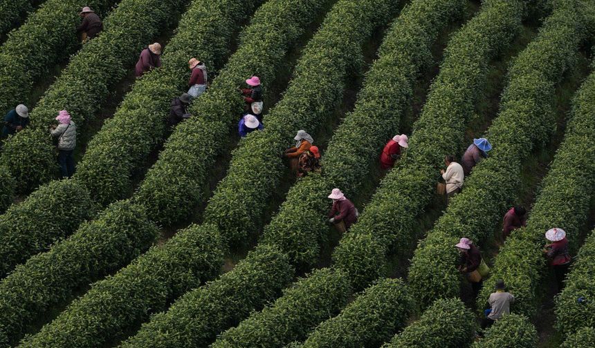 Çin'in Anji ilçesinde beyaz çay hasadı başladı