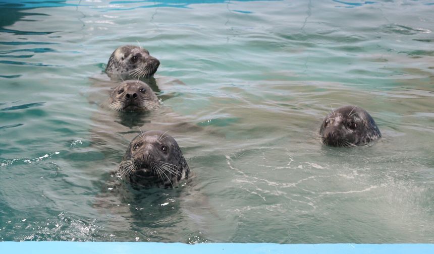 Çin'in Dalian kentinde kurtarılan ve yetiştirilen 5 benekli fok denize salındı
