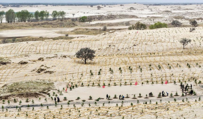 Çin'in İç Moğolistan bölgesinde çölleşmeyle mücadele çalışmaları sürüyor