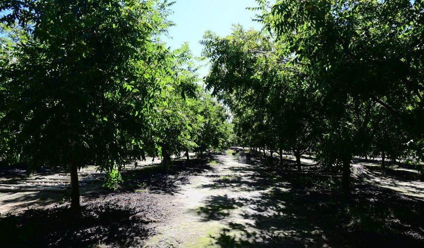 Çin'in sıfır gümrük vergisi politikası Güney Afrika'nın ceviz sektörüne istikrar kazandıracak