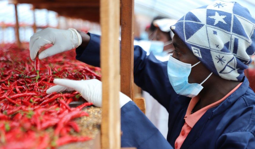 Çin'in sıfır gümrük vergisi politikası Ruandalı çiftçiler için kalkınmanın yolunu açtı