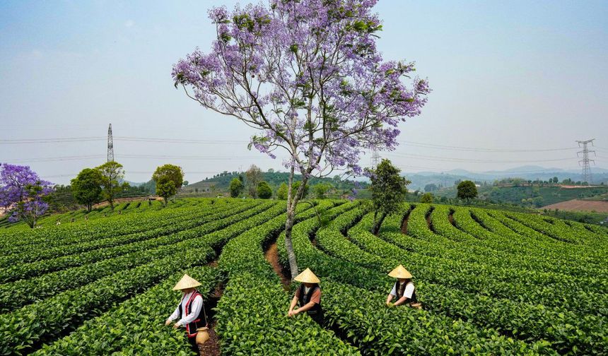 Çin'in Yunnan eyaletinde çay hasadı başladı