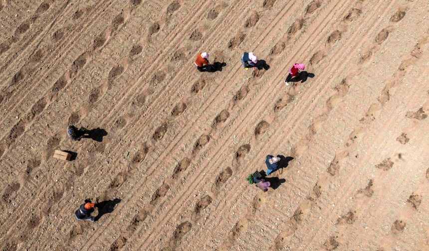 Çin'in Zhongwei kentinde 28.000 hektarlık karpuz ekimi hazırlıkları