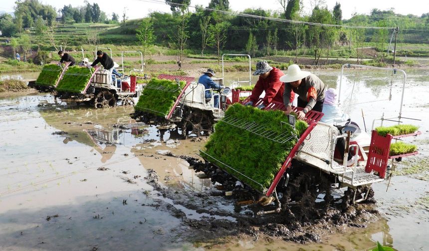 Çinli çiftçiler çeltik ekiminde BeiDou uydu sisteminden yararlanıyor