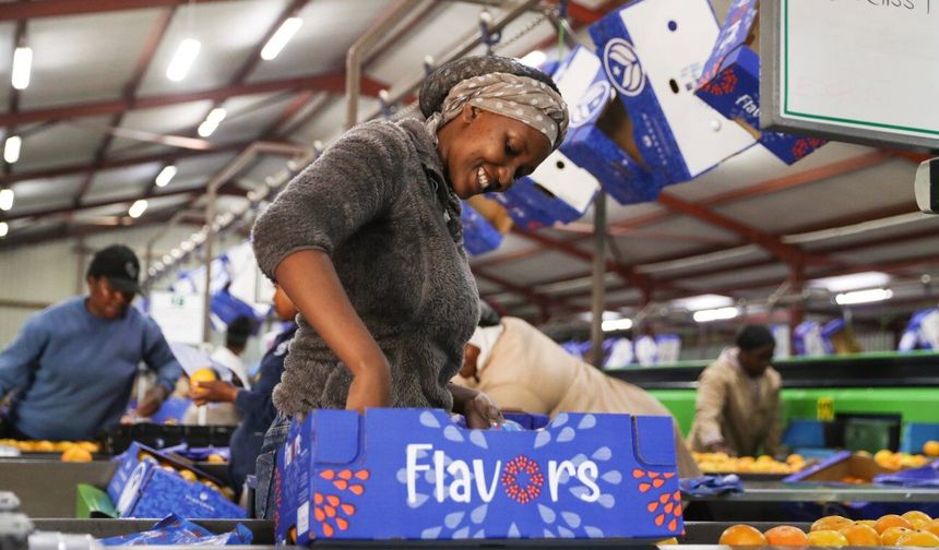 Güney Afrika'da narenciye hasadında yoğun mesai