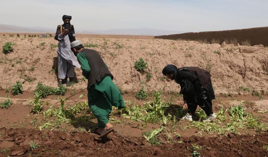 Afganistan'da yaklaşık 405 hektarlık haşhaş tarlası imha edildi