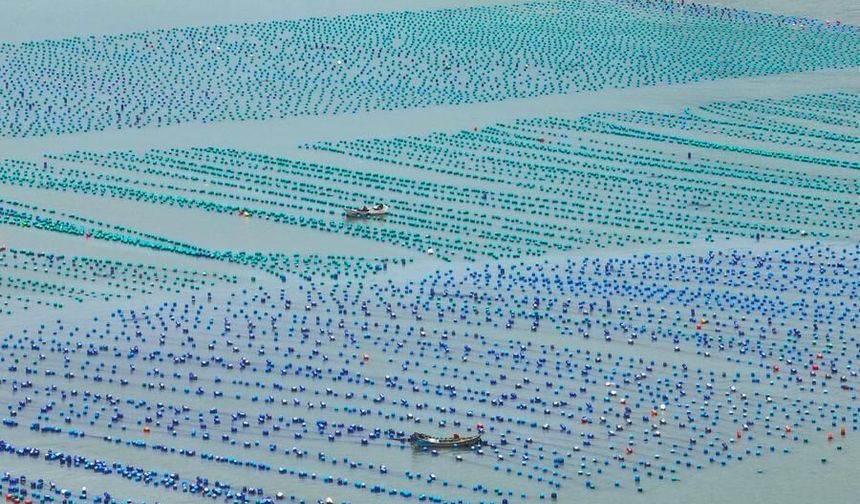 Çin'de kültür balıkçılığının merkezi Fujian'da 2025'te 9,6 milyon ton üretim yapıldı
