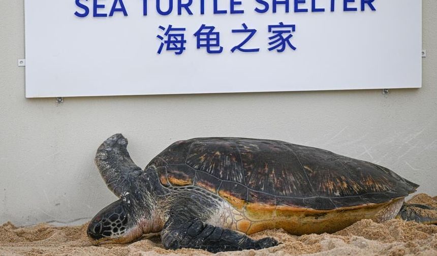 Çin'in Hainan eyaletinde Deniz Kaplumbağası Barınağı açıldı