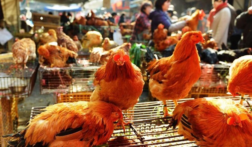 Hong Kong, Kanada ve Fransa'da kuş gribi görülen bölgelerden kümes hayvanı ithalatını askıya aldı