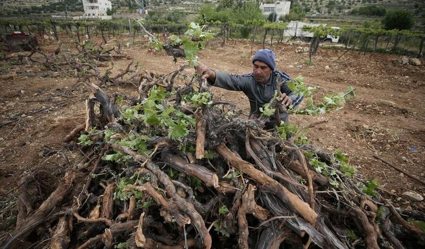 İsrail güçleri, Batı Şeria'da Filistinlilere ait üzüm asmalarını kökünden söktü