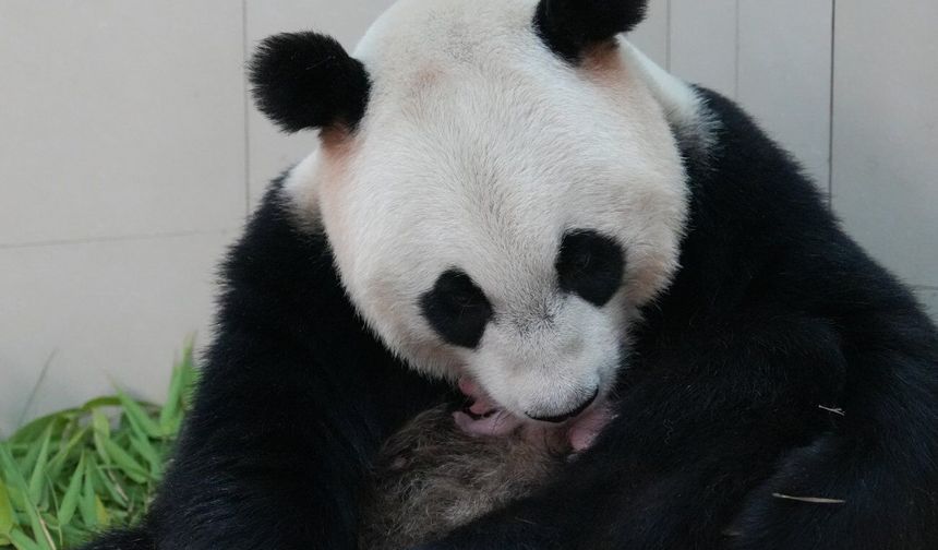 Çin'de dev panda 'En En' bir yavru dünyaya getirdi