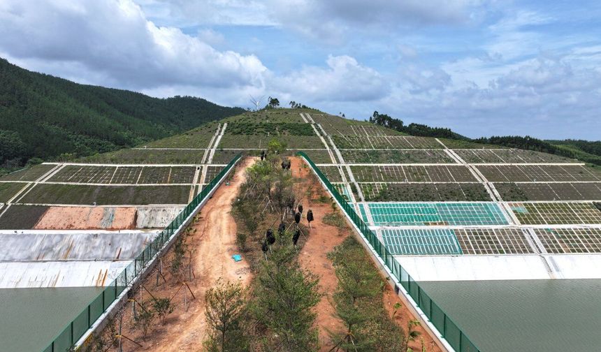 Çin'in Guangxi bölgesindeki ekolojik köprü, yaban hayvanları için doğal geçit işlevi görüyor