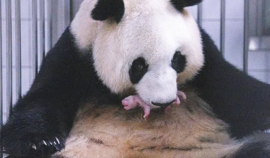 Çin'in Güney Kore'ye gönderdiği dev panda Ai Bao bir yavru dünyaya getirdi