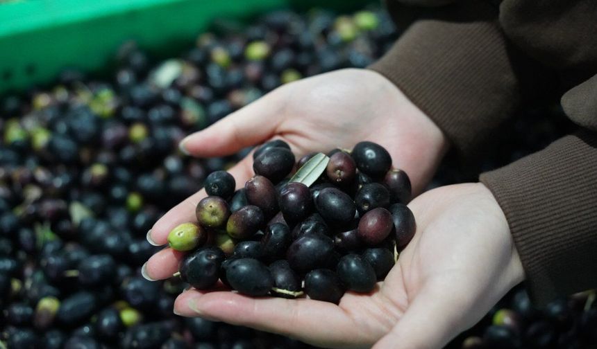 Çin'in önemli zeytin üretim merkezlerinden Wudu'nun üretim değeri 591 milyon dolara ulaştı