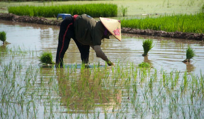 Vietnam ilk 5 ayda pirinç ihracatından 2,09 milyar dolar gelir elde etti