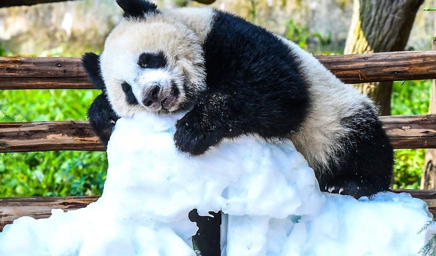 Çin'de dev panda yavrusu Wang Shu'nun birinci yaş günü kutlandı