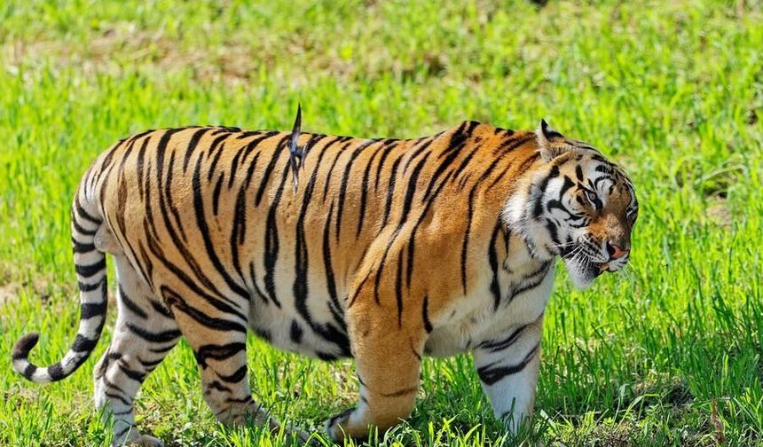 Çin'de yabani Sibirya kaplanı ve leopar popülasyonları önemli ölçüde arttı