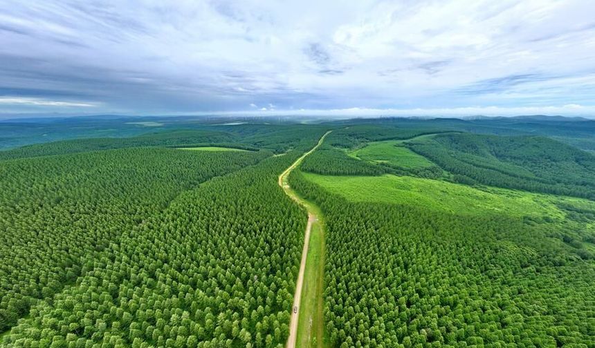 Çin'deki çorak arazi üç nesildir süren çalışmalarla yüzde 80'in üzerinde orman örtüsüyle kaplandı