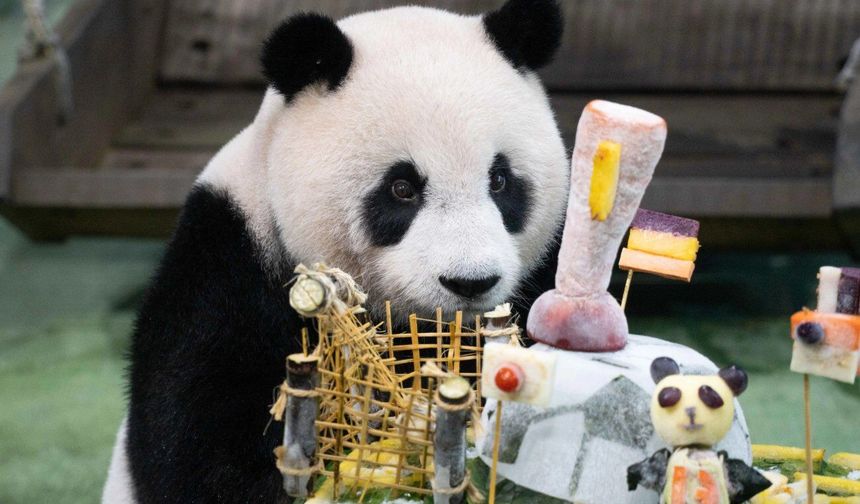Çin'in Taiwan bölgesinde doğan dev panda Yuan Zai, 13. yaş gününü futbol temalı bir partiyle kutladı