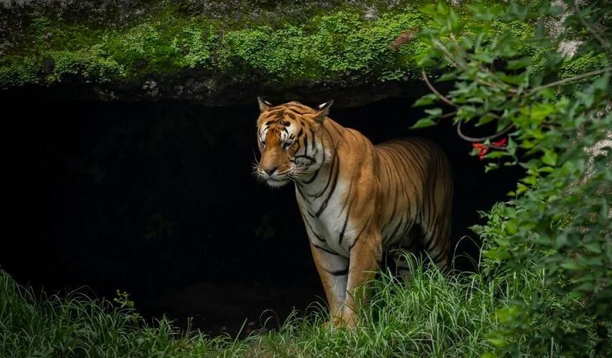 Nepal'de nesli tehlike altındaki Bengal kaplanlarının sayısı arttı