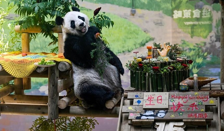 Çin'de dev panda Xing Mei'nin 15. yaş günü kutlandı