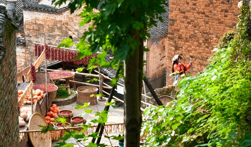 Çin'deki Huangling köyünden renkli hasat manzaraları