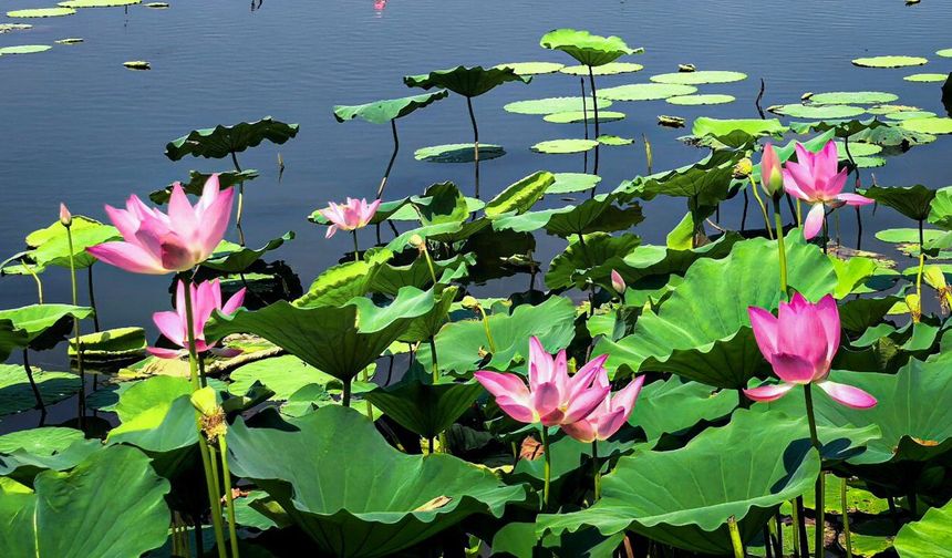 Çin'in Doğu Gölü'ndeki lotus çiçekleri ziyaretçilere görsel şölen sunuyor