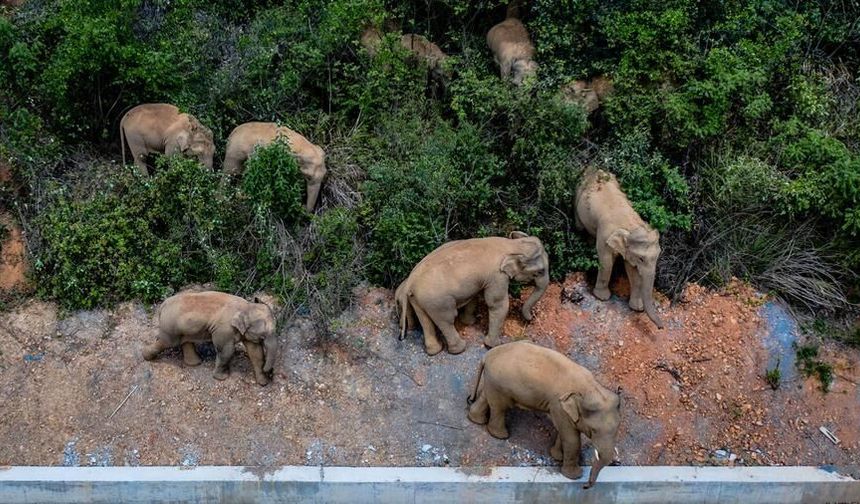 Çin'in dünyaca ünlü 'gezgin' fil ailesi, iki yeni yavruyla 21 üyeye ulaştı
