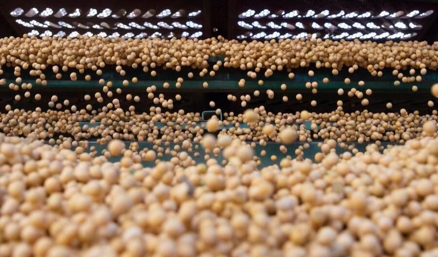 Güney Afrika, Çin'e 200.000 ton soya fasulyesi ihraç edecek