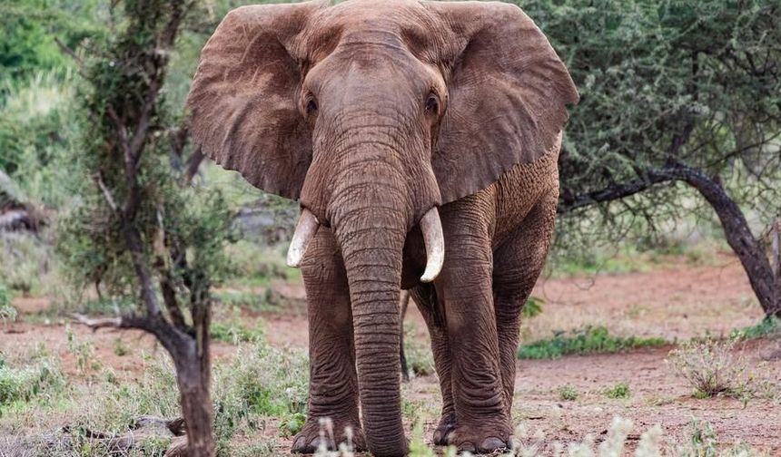 Kenya'da bir ay içinde 16 filin ölmesinin ardından gözetim artırıldı