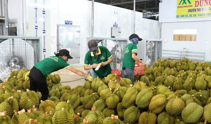 Vietnam'ın yılın ilk yarısında Çin'e meyve ve sebze ihracatı yüzde 25 arttı