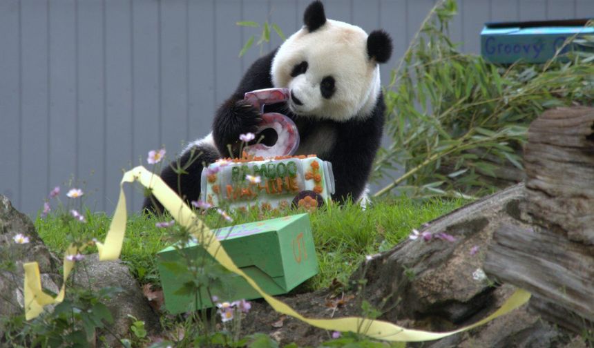 ABD'de dev panda Qing Bao beşinci yaş gününü kutladı