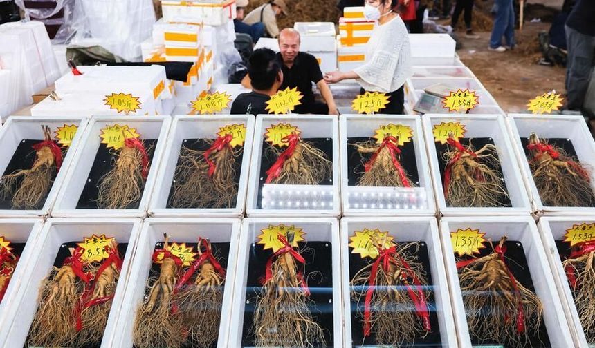 Çin'in Fusong ilçesinde ginseng hasadı başladı