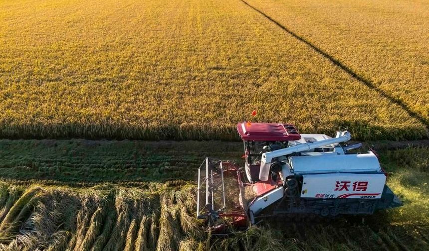 Çin'in Heilongjiang eyaletinde hasat sezonu tüm hızıyla sürüyor