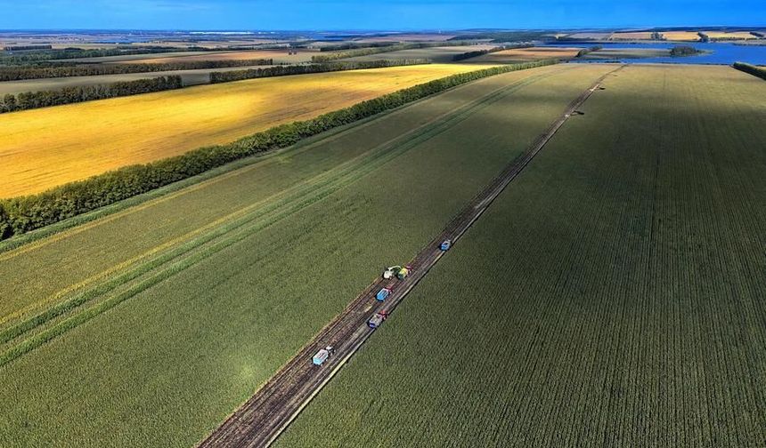 Çin'in Heilongjiang eyaletinde silajlık ürün hasadı devam ediyor