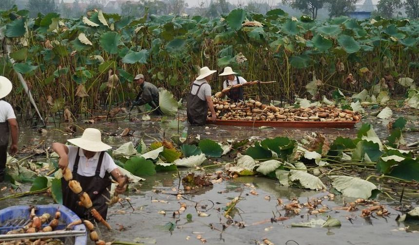 Çin'in Hubei eyaletinde nilüfer kökü üretimi hız kazandı