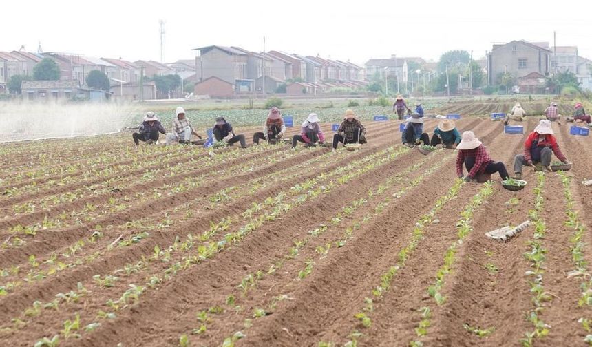 Çin'in Jiayu ilçesinde sebze üretimi ilk 6 ayda 864.000 tonu aştı