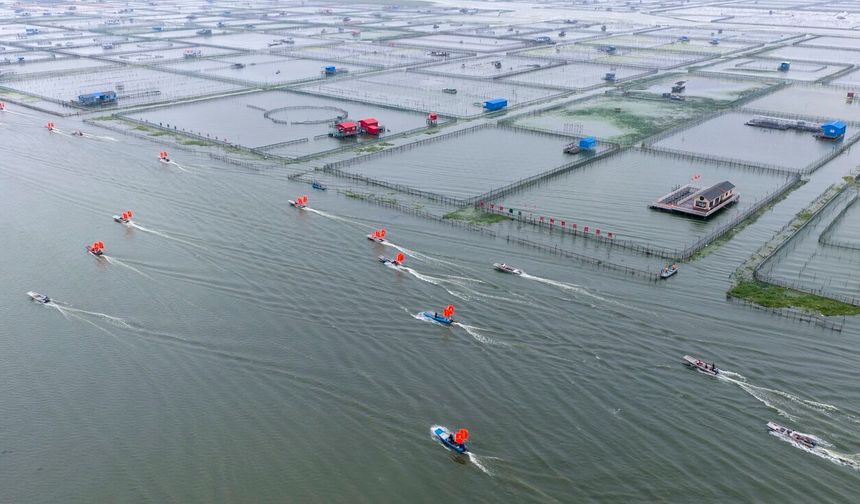 Çin'in Yangcheng Gölü'nde kıllı yengeç hasadı başladı