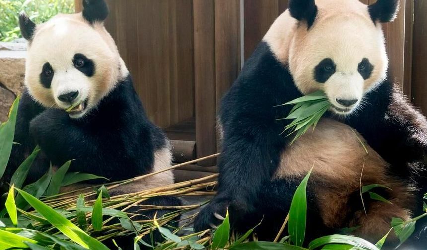 Güney Kore'de doğan dev pandalar Rui Bao ile Hui Bao aralıkta Çin'e geri dönecek