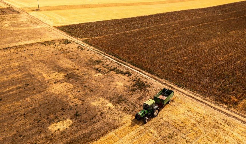 Macaristan'da devam eden kuraklık, tarım sektörünü olumsuz etkiledi