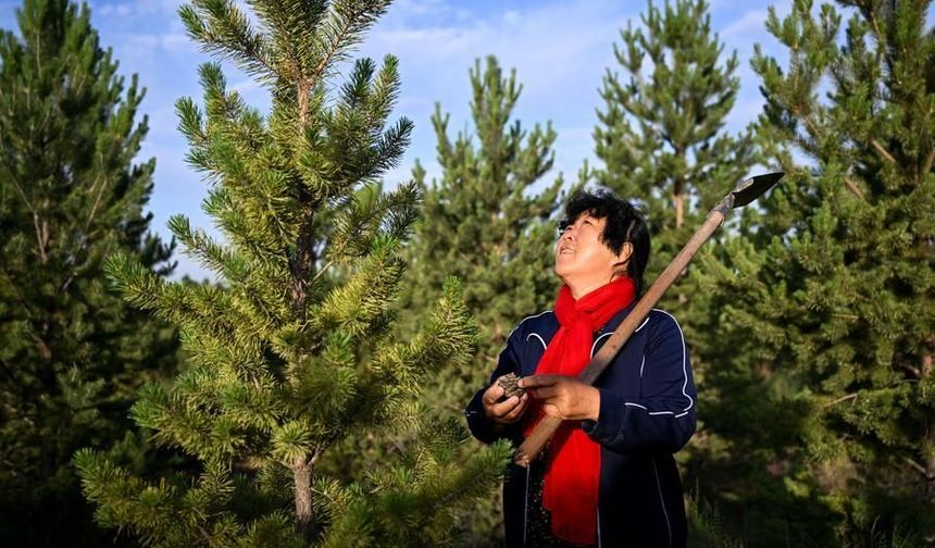 Çin'de çölleşmeyle mücadelenin öncülerinden Yin Yuzhen, FAO'nun 100 kadın kahramanı arasında yer aldı