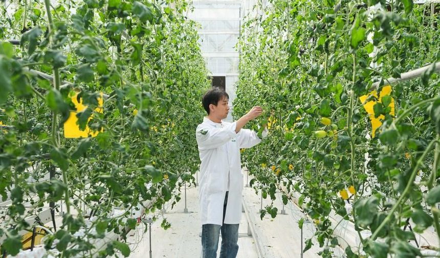Çin'in Anhui eyaletinde tohumculuk sektörünün gelişimi destekleniyor