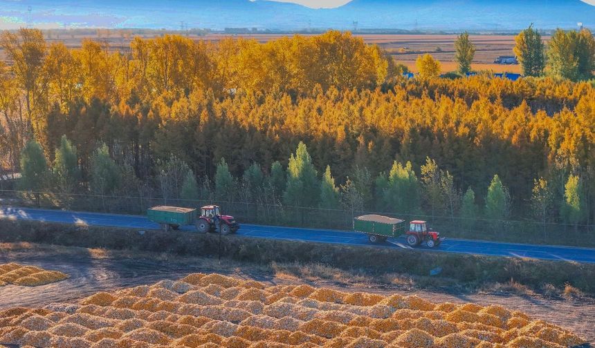 Çin'in en çok tahıl üreten eyaleti Heilongjiang'da sonbahar hasadı sürüyor
