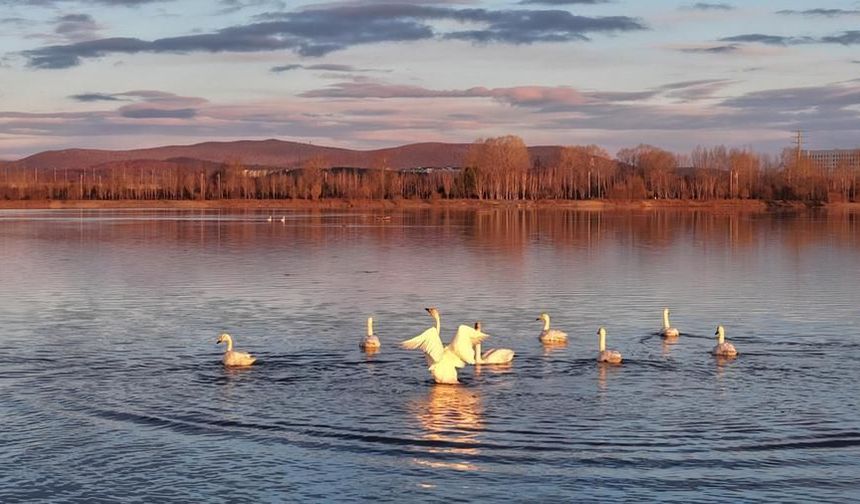 Çin'in Ganhe Nehri göçmen kuğulara ev sahipliği yapıyor