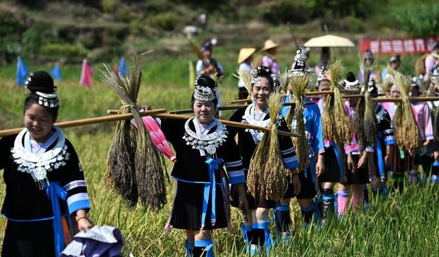 Çin'in Liuzhou kentinde yapışkan pirinç hasadı renkli görüntülere sahne oldu