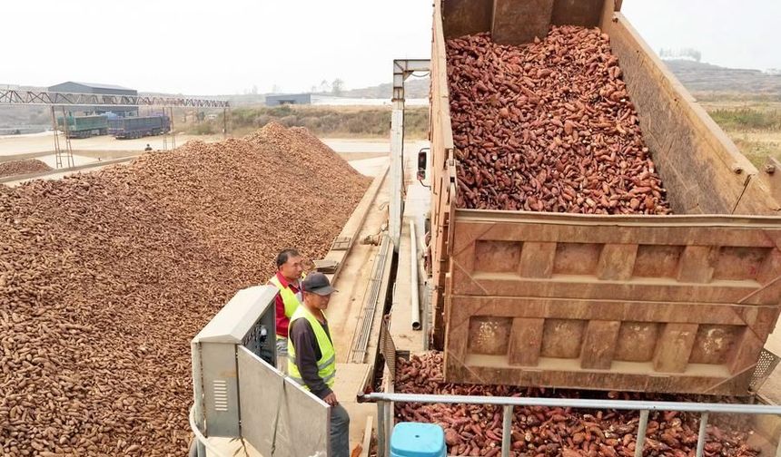 Çin'in Lulong ilçesinde tatlı patates üretimi yerel ekonomiye katkı sağlıyor