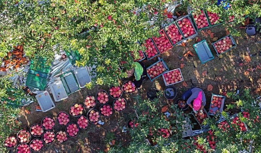 Çin'in Shapotou ilçesi kuraklığa dayanıklı elma üretimiyle dikkat çekiyor