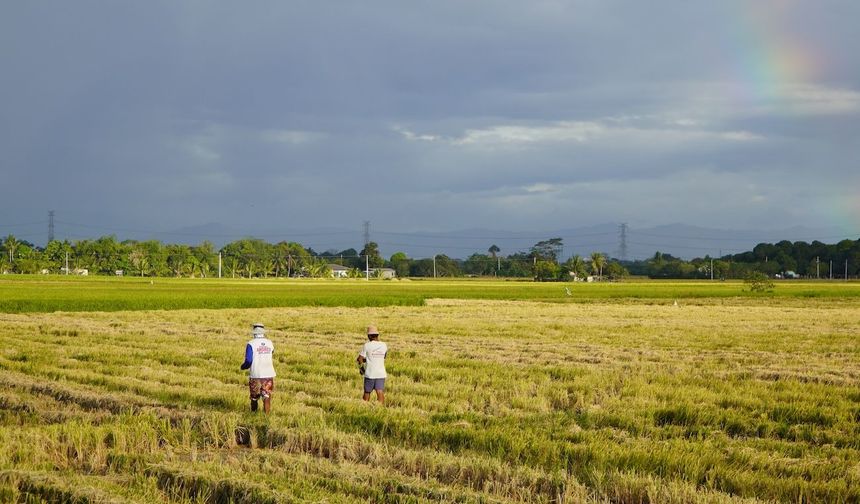Filipinler tarım sektörü, El Nino nedeniyle 136 milyon dolar zarar etti