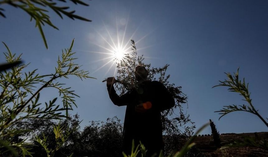 İsrail, Batı Şeria'da Filistinlilere ait 8 bini aşkın asırlık zeytin ağacını kesti