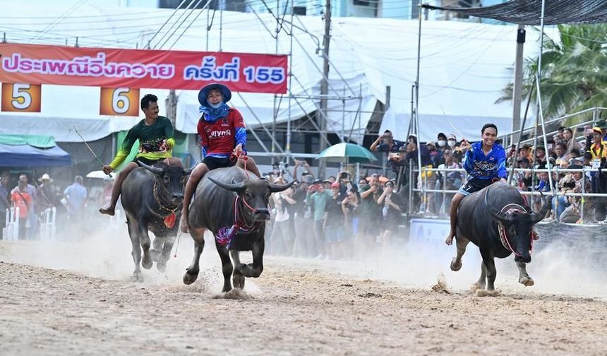 Tayland'da çeltik hasat sezonu bufalo yarışlarıyla kutlandı